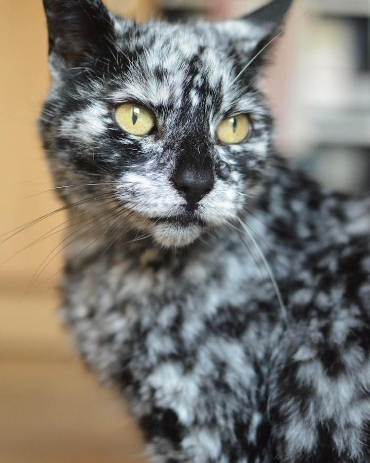 meet-scrappy-the-19-year-old-black-cat-who-grew-a-unique-marble-fur-due-to-his-rare-skin-condition-02