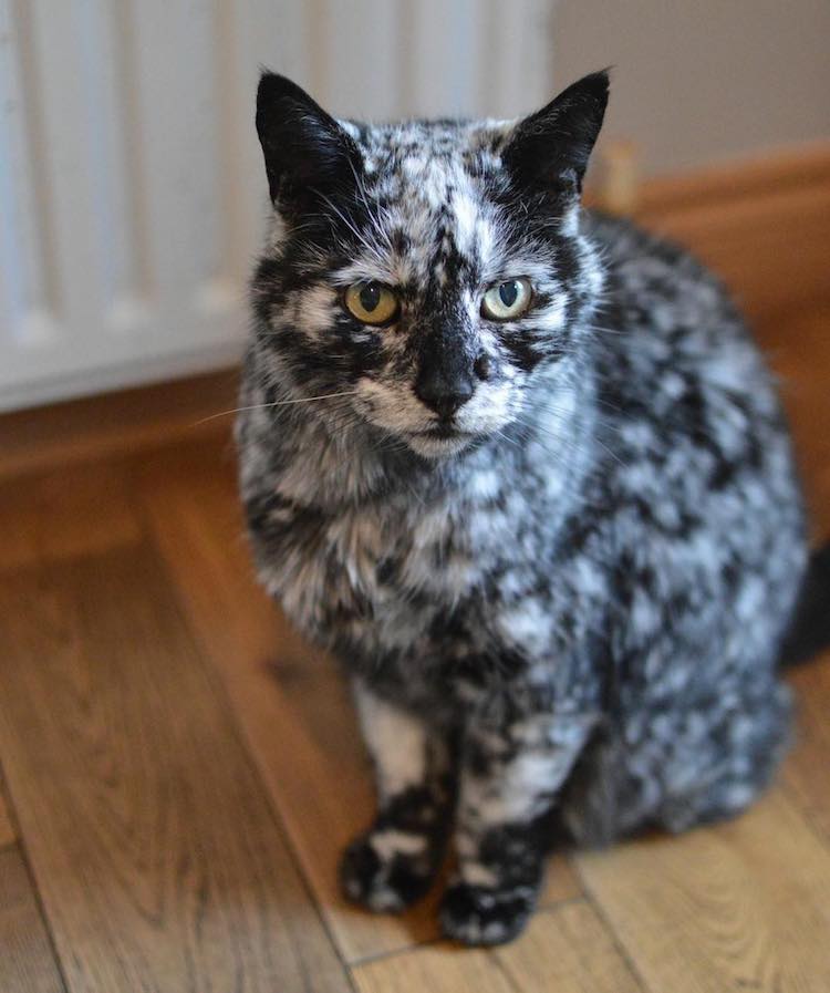 meet-scrappy-the-19-year-old-black-cat-who-grew-a-unique-marble-fur-due-to-his-rare-skin-condition-03