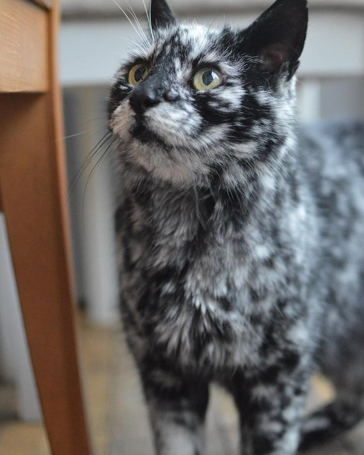 meet-scrappy-the-19-year-old-black-cat-who-grew-a-unique-marble-fur-due-to-his-rare-skin-condition-04
