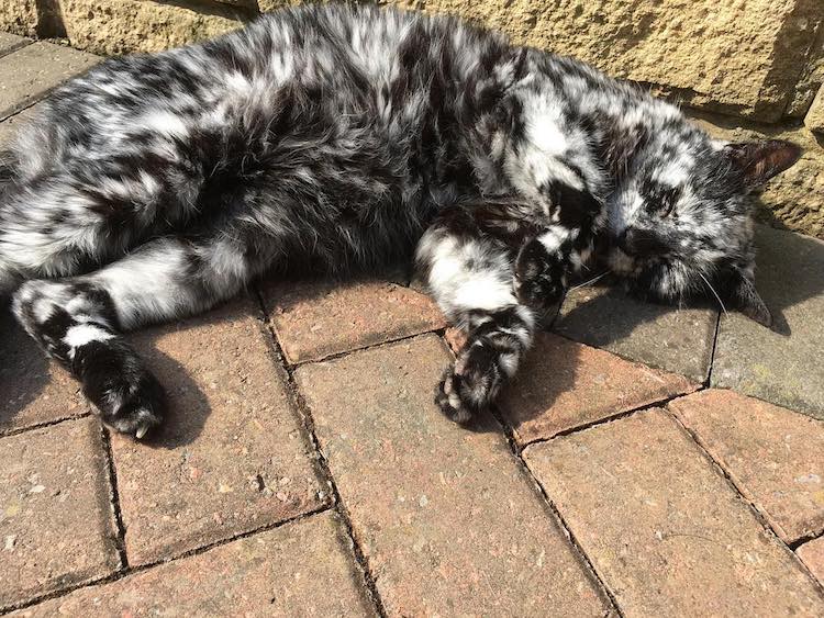 meet-scrappy-the-19-year-old-black-cat-who-grew-a-unique-marble-fur-due-to-his-rare-skin-condition-05