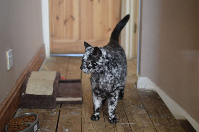 meet-scrappy-the-19-year-old-black-cat-who-grew-a-unique-marble-fur-due-to-his-rare-skin-condition-06