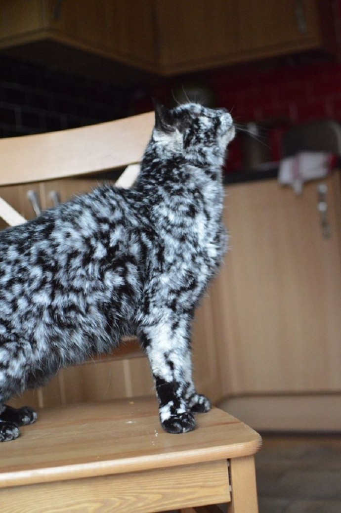 meet-scrappy-the-19-year-old-black-cat-who-grew-a-unique-marble-fur-due-to-his-rare-skin-condition-07