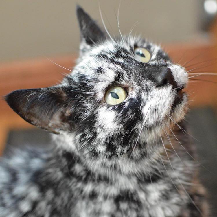 meet-scrappy-the-19-year-old-black-cat-who-grew-a-unique-marble-fur-due-to-his-rare-skin-condition-08