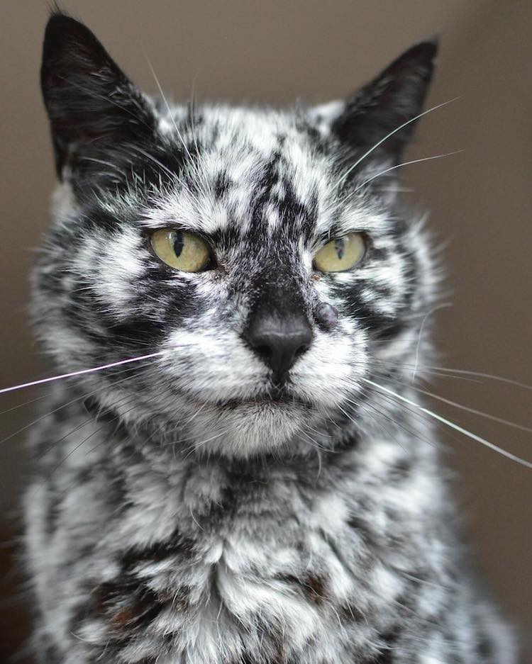 meet-scrappy-the-19-year-old-black-cat-who-grew-a-unique-marble-fur-due-to-his-rare-skin-condition-09