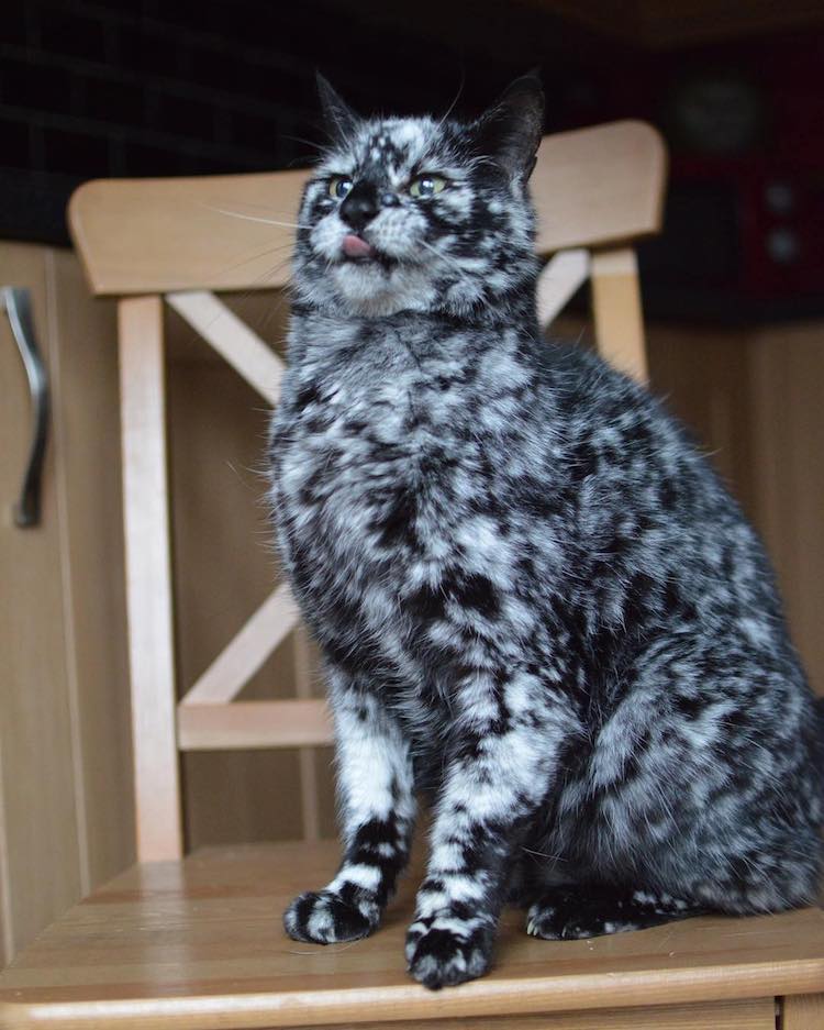 meet-scrappy-the-19-year-old-black-cat-who-grew-a-unique-marble-fur-due-to-his-rare-skin-condition-10