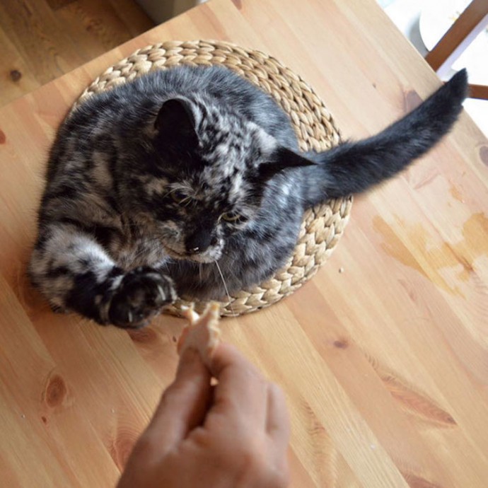 meet-scrappy-the-19-year-old-black-cat-who-grew-a-unique-marble-fur-due-to-his-rare-skin-condition-11