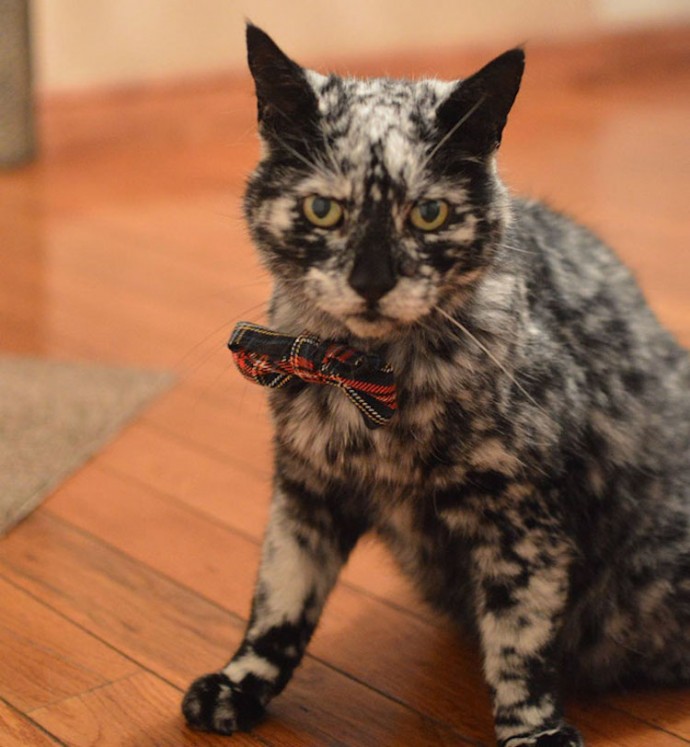 meet-scrappy-the-19-year-old-black-cat-who-grew-a-unique-marble-fur-due-to-his-rare-skin-condition-12