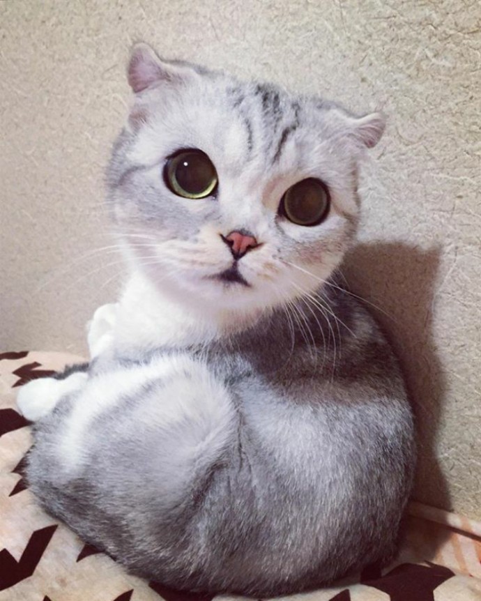 this-is-hana-the-japanese-kitten-with-eyes-so-big-she-looks-straight-out-of-a-cartoon-01