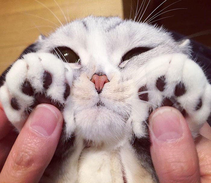 this-is-hana-the-japanese-kitten-with-eyes-so-big-she-looks-straight-out-of-a-cartoon-02