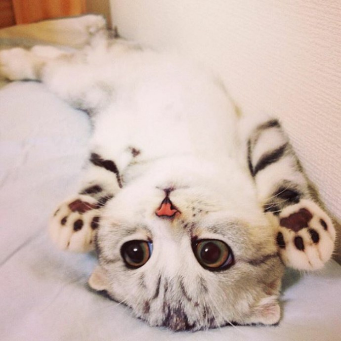 this-is-hana-the-japanese-kitten-with-eyes-so-big-she-looks-straight-out-of-a-cartoon-03