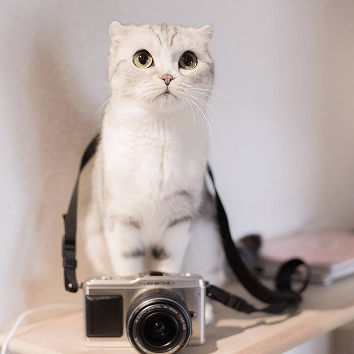 this-is-hana-the-japanese-kitten-with-eyes-so-big-she-looks-straight-out-of-a-cartoon-04