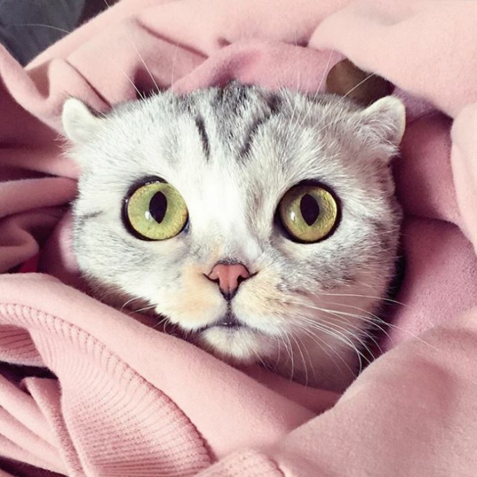 this-is-hana-the-japanese-kitten-with-eyes-so-big-she-looks-straight-out-of-a-cartoon-05