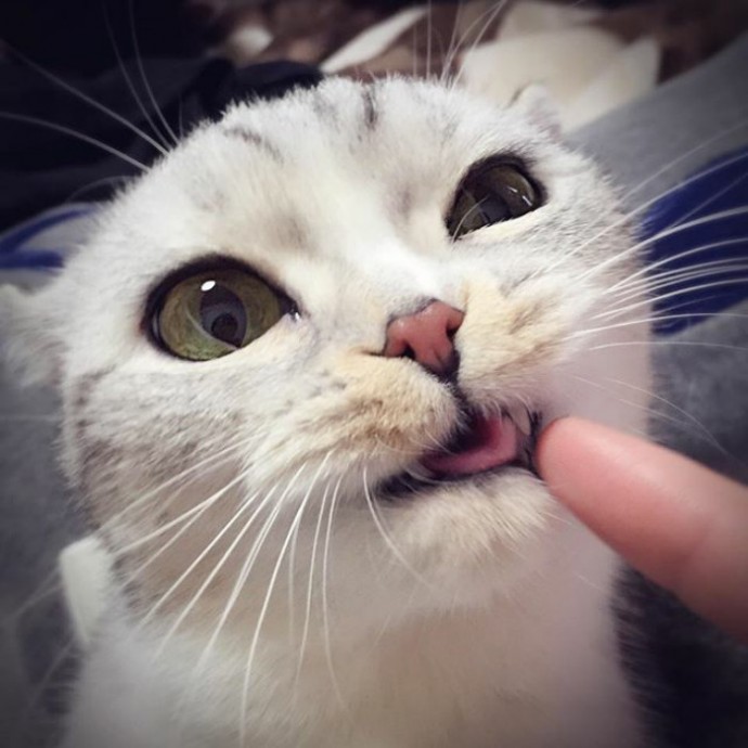 this-is-hana-the-japanese-kitten-with-eyes-so-big-she-looks-straight-out-of-a-cartoon-06