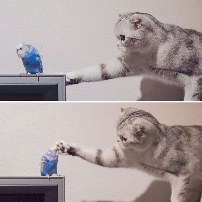 this-is-hana-the-japanese-kitten-with-eyes-so-big-she-looks-straight-out-of-a-cartoon-07