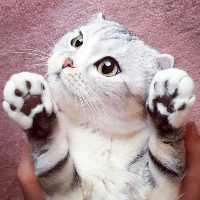 this-is-hana-the-japanese-kitten-with-eyes-so-big-she-looks-straight-out-of-a-cartoon-08