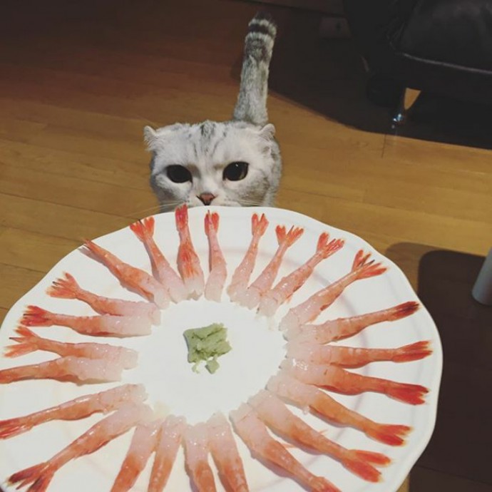 this-is-hana-the-japanese-kitten-with-eyes-so-big-she-looks-straight-out-of-a-cartoon-09