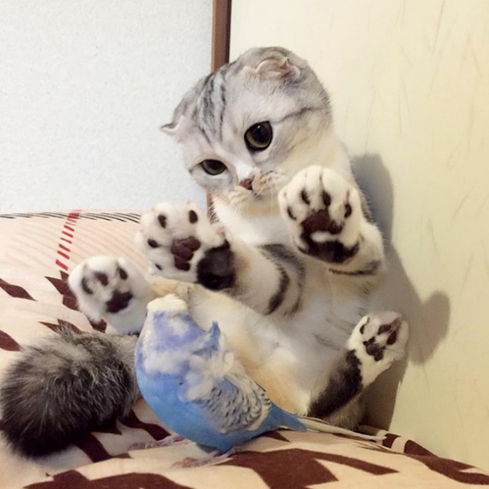 this-is-hana-the-japanese-kitten-with-eyes-so-big-she-looks-straight-out-of-a-cartoon-10