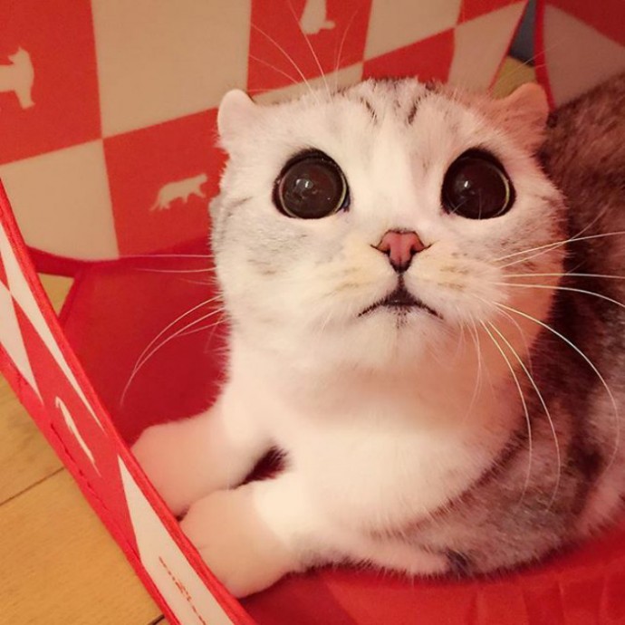 this-is-hana-the-japanese-kitten-with-eyes-so-big-she-looks-straight-out-of-a-cartoon-11