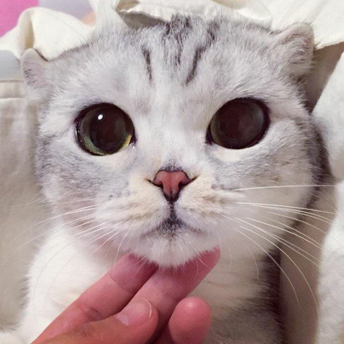 this-is-hana-the-japanese-kitten-with-eyes-so-big-she-looks-straight-out-of-a-cartoon-12