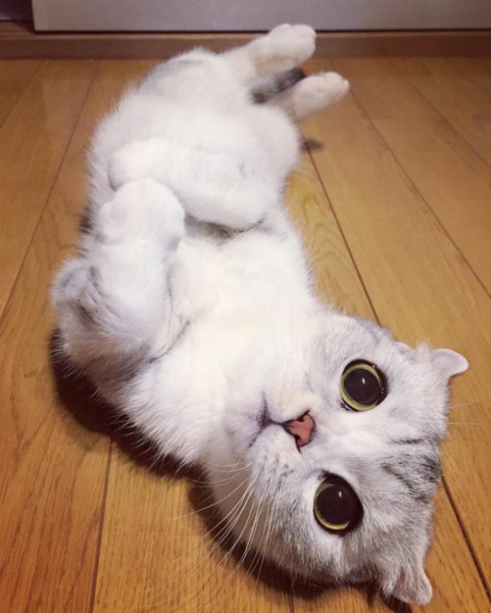 this-is-hana-the-japanese-kitten-with-eyes-so-big-she-looks-straight-out-of-a-cartoon-13