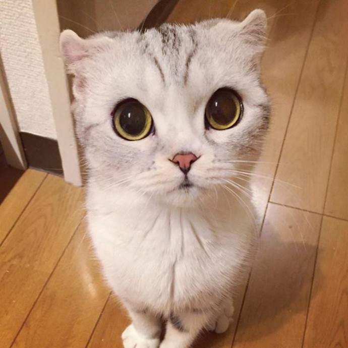 this-is-hana-the-japanese-kitten-with-eyes-so-big-she-looks-straight-out-of-a-cartoon-14
