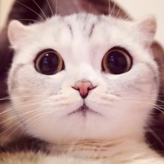 this-is-hana-the-japanese-kitten-with-eyes-so-big-she-looks-straight-out-of-a-cartoon-15