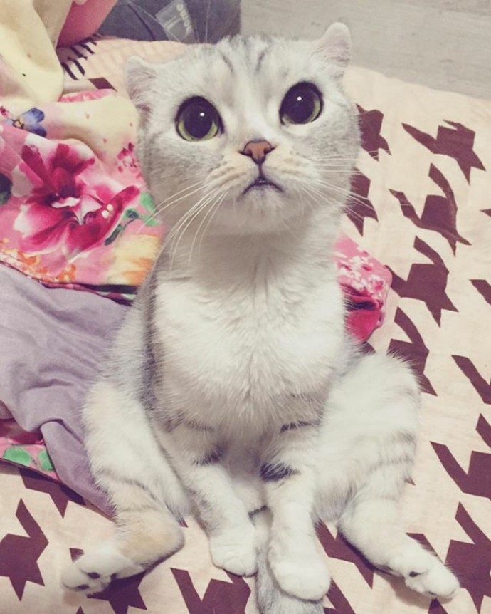 this-is-hana-the-japanese-kitten-with-eyes-so-big-she-looks-straight-out-of-a-cartoon-16