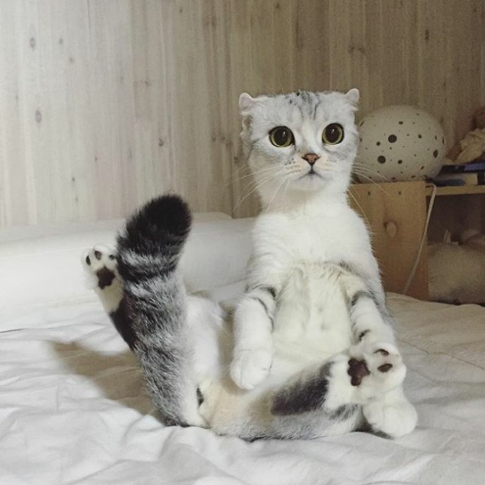 this-is-hana-the-japanese-kitten-with-eyes-so-big-she-looks-straight-out-of-a-cartoon-17