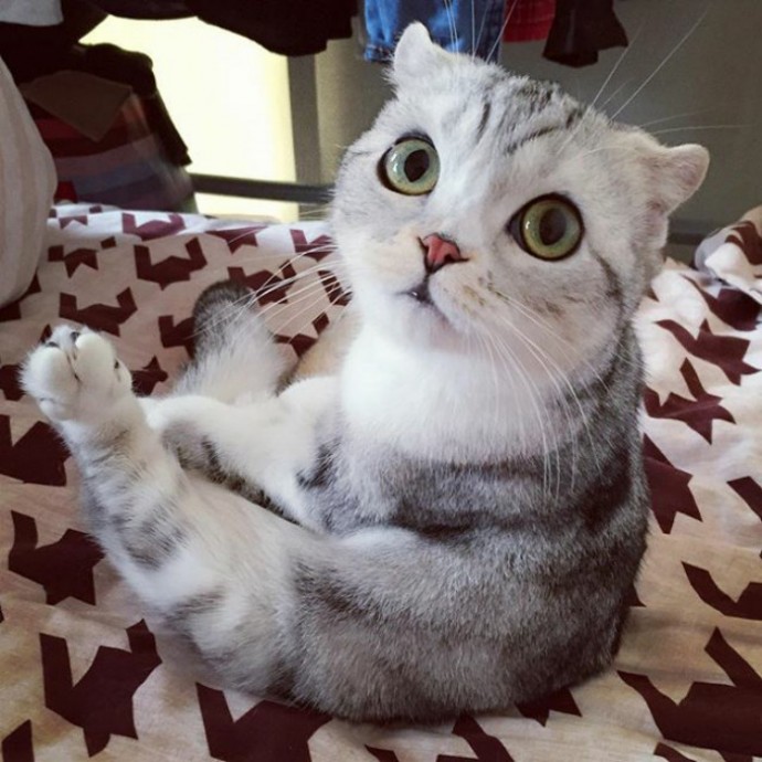 this-is-hana-the-japanese-kitten-with-eyes-so-big-she-looks-straight-out-of-a-cartoon-18
