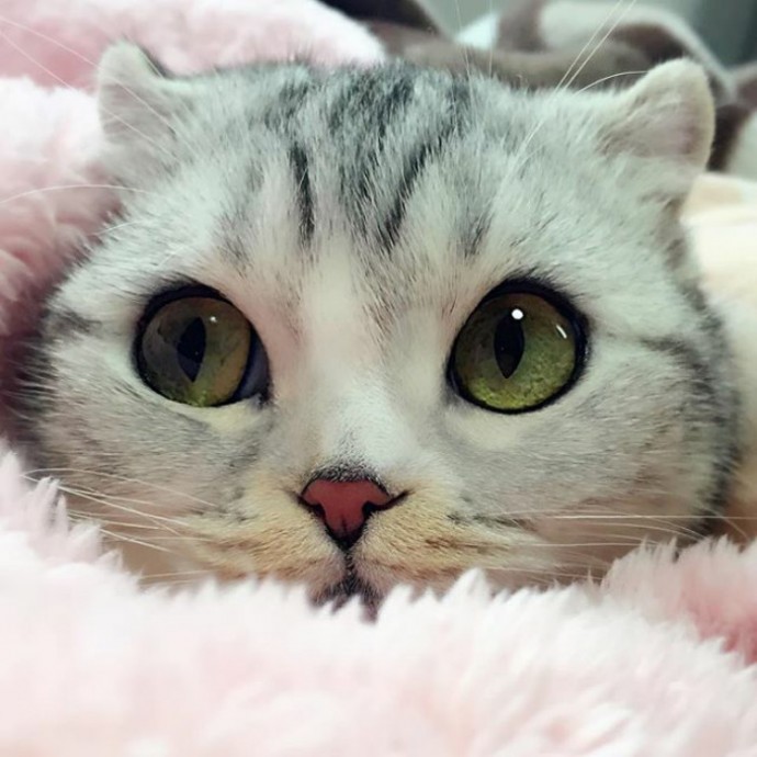 this-is-hana-the-japanese-kitten-with-eyes-so-big-she-looks-straight-out-of-a-cartoon-19