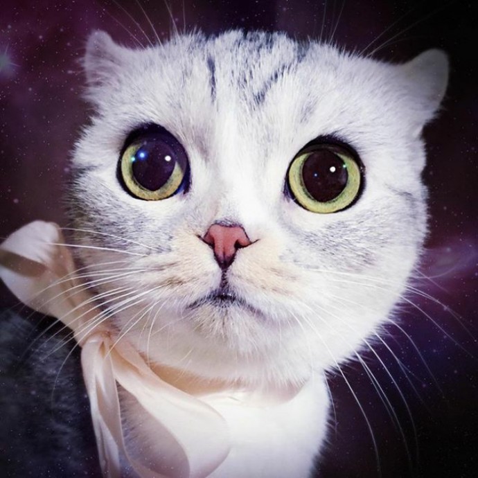 this-is-hana-the-japanese-kitten-with-eyes-so-big-she-looks-straight-out-of-a-cartoon-20