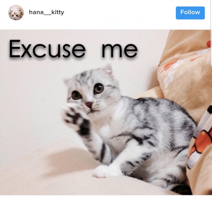 this-is-hana-the-japanese-kitten-with-eyes-so-big-she-looks-straight-out-of-a-cartoon-21