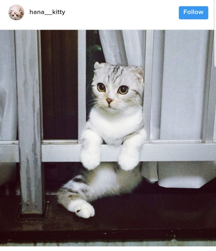 this-is-hana-the-japanese-kitten-with-eyes-so-big-she-looks-straight-out-of-a-cartoon-22