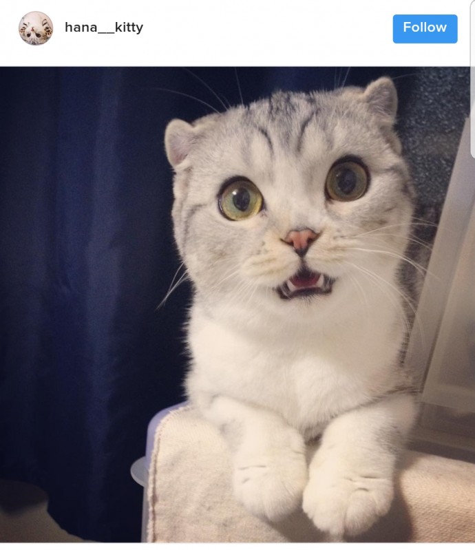 this-is-hana-the-japanese-kitten-with-eyes-so-big-she-looks-straight-out-of-a-cartoon-23