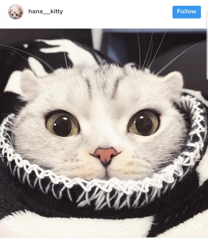 this-is-hana-the-japanese-kitten-with-eyes-so-big-she-looks-straight-out-of-a-cartoon-24