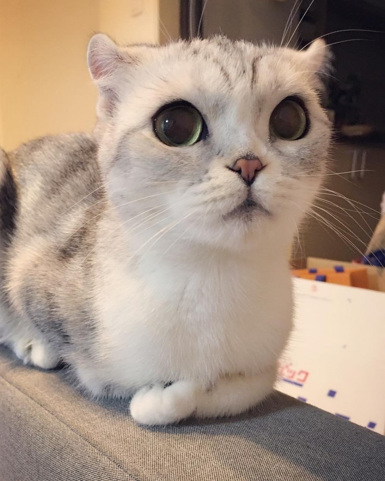 this-is-hana-the-japanese-kitten-with-eyes-so-big-she-looks-straight-out-of-a-cartoon-25