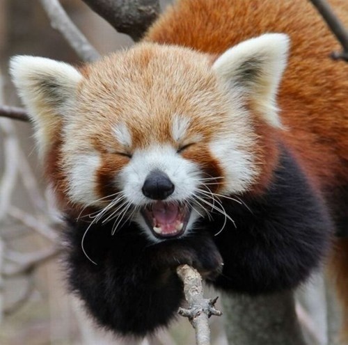 9 Laughing Animals | Laughing animals, Baby animals, Cute animals