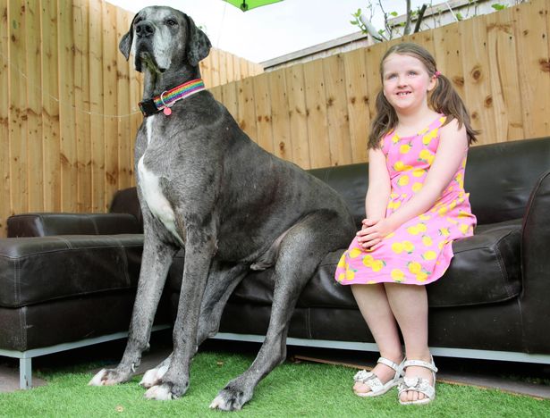 World's tallest dog sets new record as oldest of his breed at grand age of  eight - Mirror Online