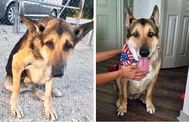 20-before-after-photos-of-dogs-after-adoption-that-show-the-true-face-of-happiness-01