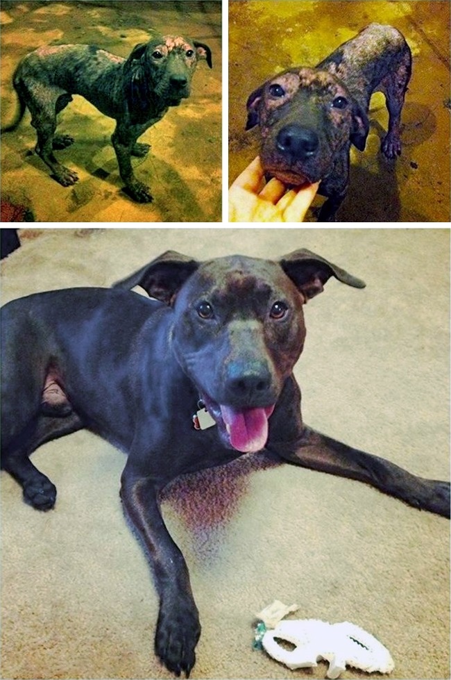 20-before-after-photos-of-dogs-after-adoption-that-show-the-true-face-of-happiness-02