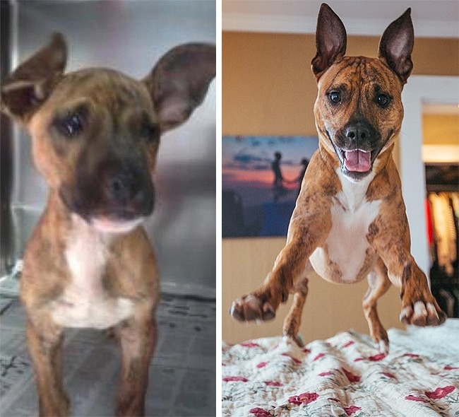 20-before-after-photos-of-dogs-after-adoption-that-show-the-true-face-of-happiness-03