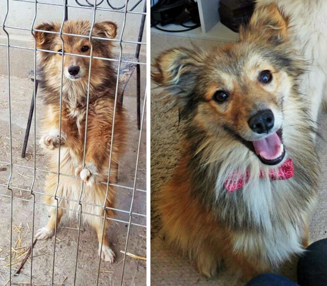 20-before-after-photos-of-dogs-after-adoption-that-show-the-true-face-of-happiness-04