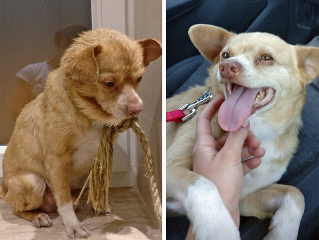 20-before-after-photos-of-dogs-after-adoption-that-show-the-true-face-of-happiness-05