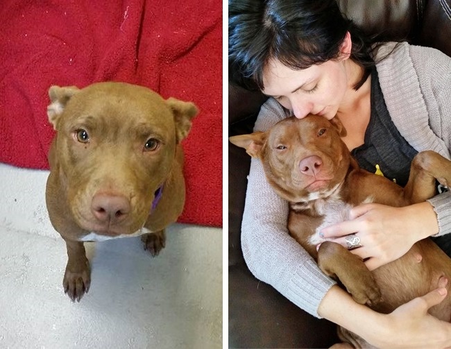 20-before-after-photos-of-dogs-after-adoption-that-show-the-true-face-of-happiness-06