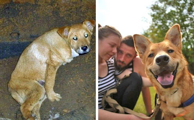 20-before-after-photos-of-dogs-after-adoption-that-show-the-true-face-of-happiness-07