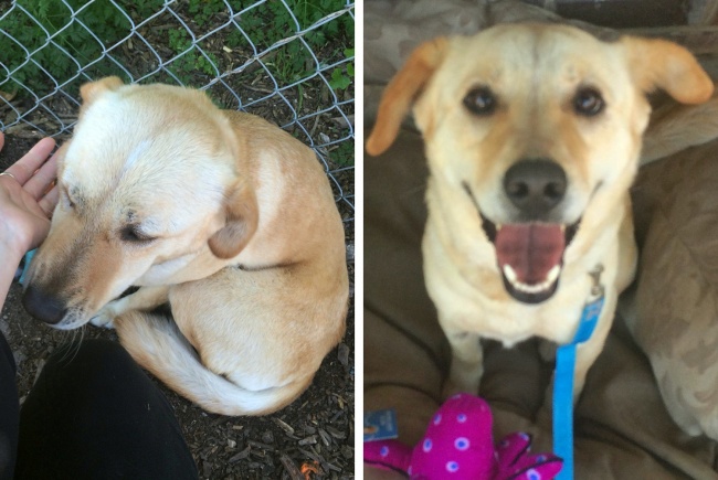 20-before-after-photos-of-dogs-after-adoption-that-show-the-true-face-of-happiness-08