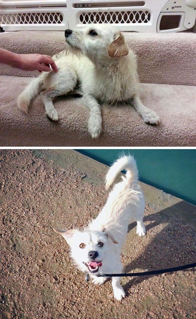 20-before-after-photos-of-dogs-after-adoption-that-show-the-true-face-of-happiness-10