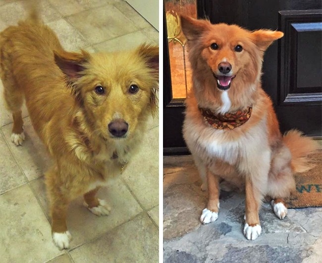 20-before-after-photos-of-dogs-after-adoption-that-show-the-true-face-of-happiness-11