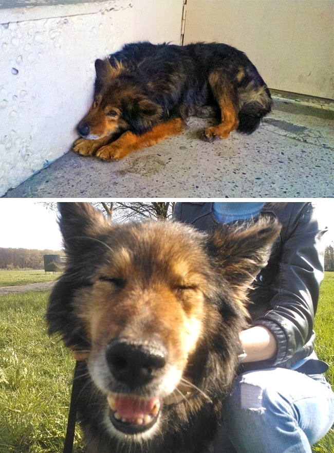 20-before-after-photos-of-dogs-after-adoption-that-show-the-true-face-of-happiness-12