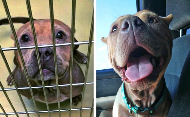 20-before-after-photos-of-dogs-after-adoption-that-show-the-true-face-of-happiness-13